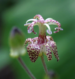 Tricyrtis macropoda - creme