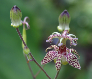 Tricyrtis macropoda - creme