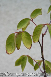 Lady Hillingdon Cl. krankes Laub