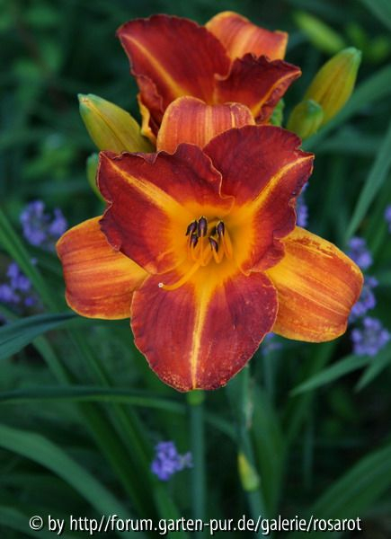 Hemerocallis 