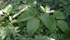 Arisaema speciosum - Gruppe