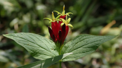 Spigelia marilandica