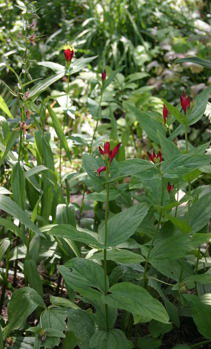 Spigelia marilandica - Habitus