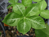 Arisaema species - panaschiert