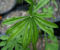 Arisaema consanguineum - Sämling