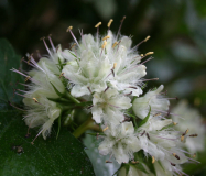 Hydrophyllum canadense - Blüte