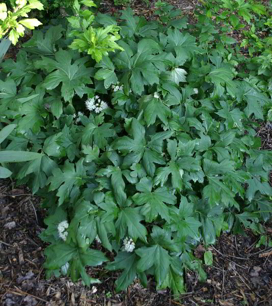 Hydrophyllum canadense - Horst