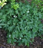 Hydrophyllum canadense - Horst
