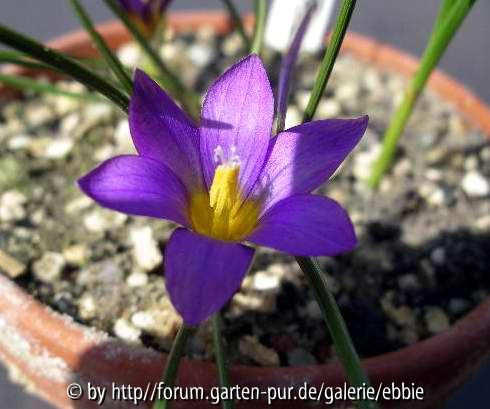 Romulea columnae