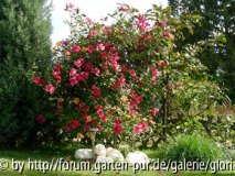 Mutabilis im Mai 2007