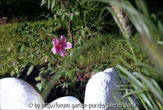Mutabilis im Sept. 2004