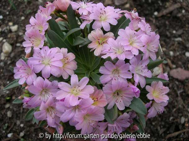 Lewisia _Carousel
