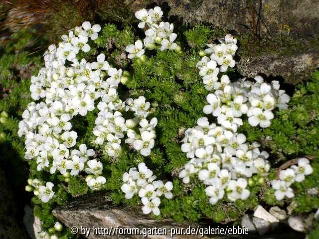 Petrocallis pyrenaica alba