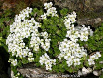 Petrocallis pyrenaica alba