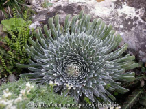 Saxifraga longifolia