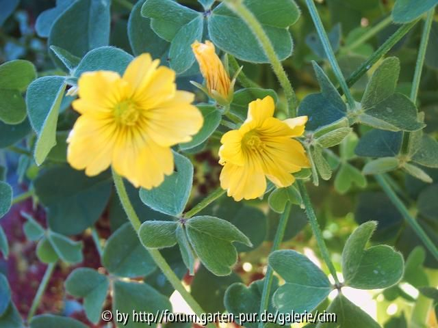 Oxalis tuberosa - Oca - peruanischer Andenklee