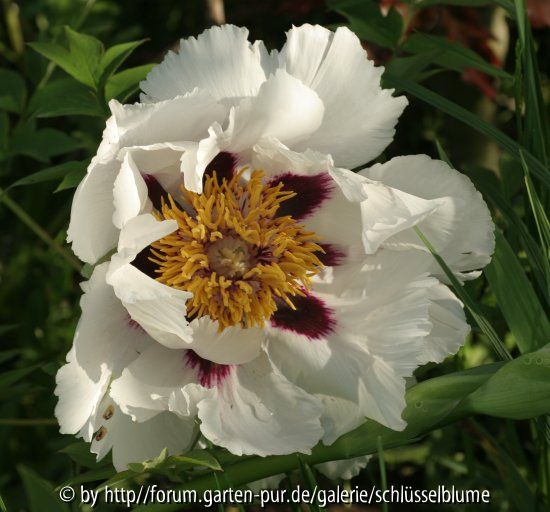 Paeonia rockii