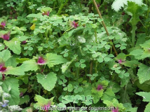 Oca - Oxalis tuberosa (Pflanze)