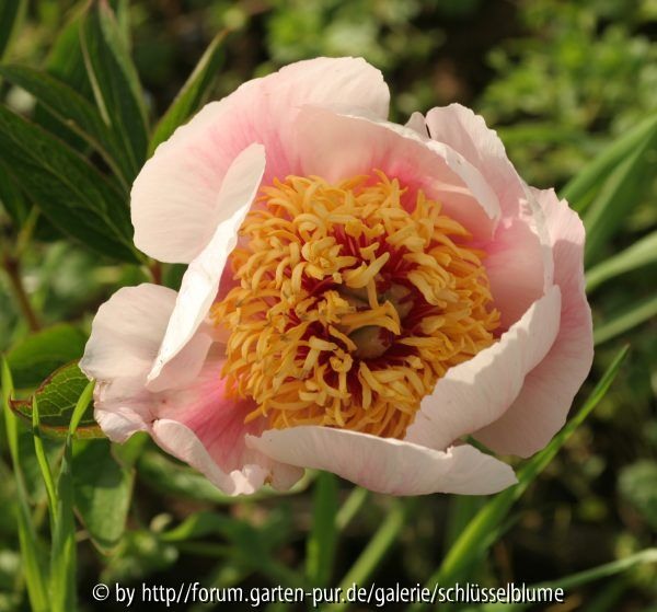 Paeonia wittmanniana Sämling