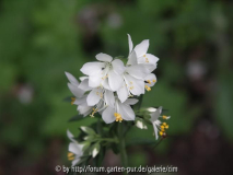 Jakobsleiter, Himmelsleiter - Polemonium