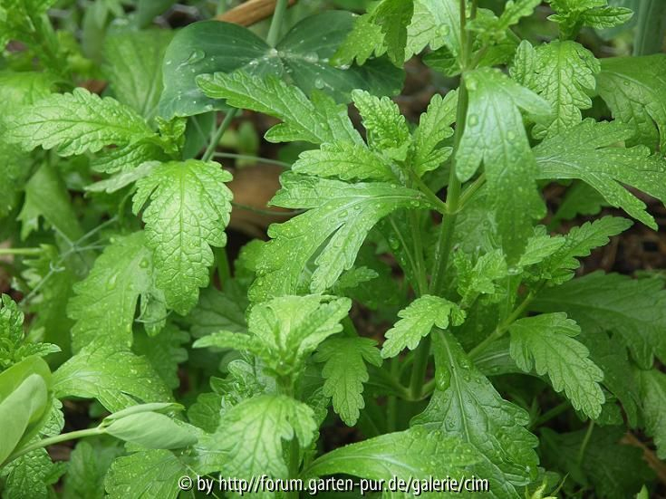 echtes Eisenkraut - Verbena officinalis
