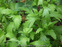 echtes Eisenkraut - Verbena officinalis