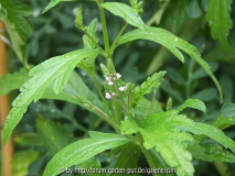 echtes Eisenkraut Blüte - verbena offici