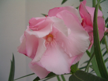 CIMG1217_600x600_100KB.jpg