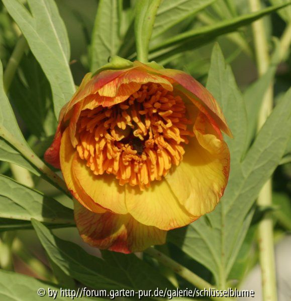 Paeonia lutea var. ludlowii