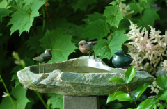 Vogelbad