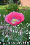 papaver