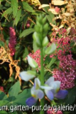 lupine