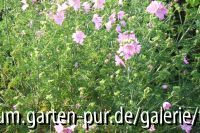 malva