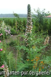 digitalis