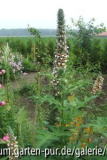 digitalis