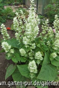 salvia