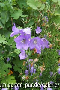campanula