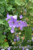 campanula