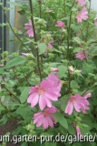 malva