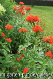 lychnis