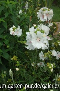malva