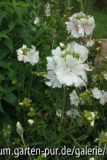malva