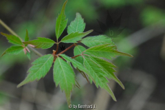 Acer cissifolium