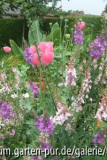 mein garten