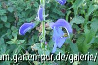 salvia