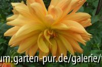 dahlia