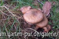 natur
