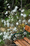 Magnolia stellata