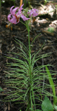 Lilium cernuum - Habitus