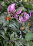 Lilium cernuum - Blüte